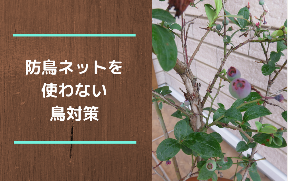 鳥から実を守れ ベランダのブルーベリーを安く簡単に鳥よけする方法