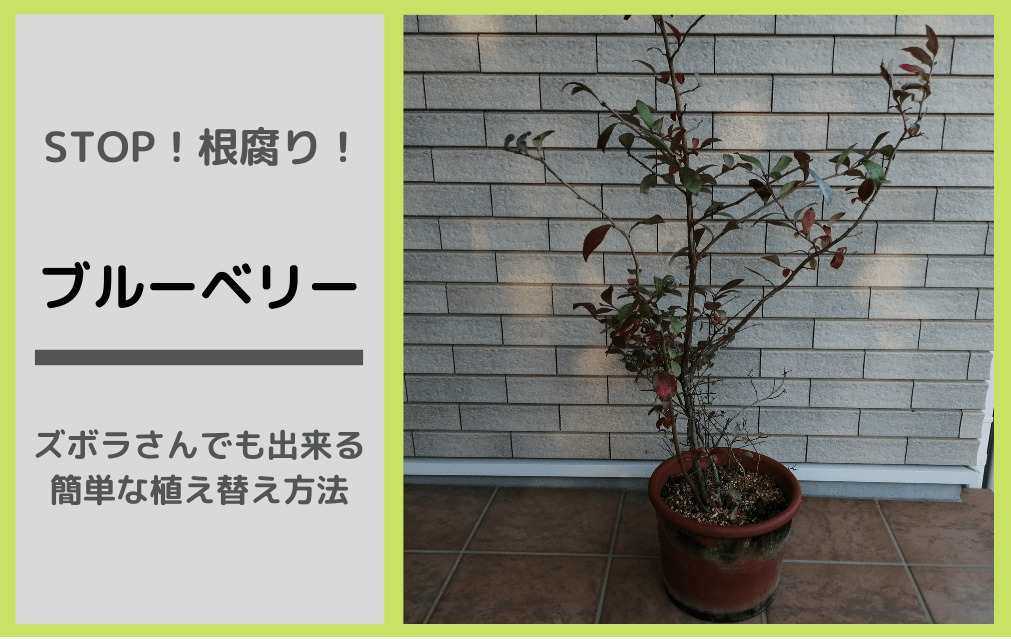 失敗しない ブルーベリーの植え替えのやり方